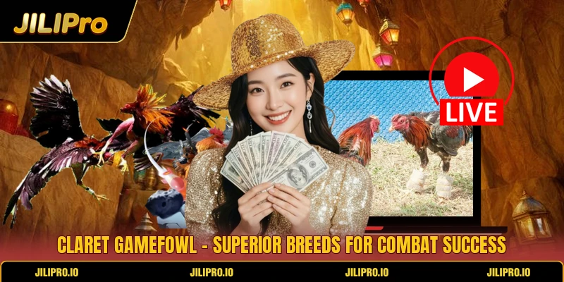 Claret Gamefowl - Superior Breeds For Combat Success