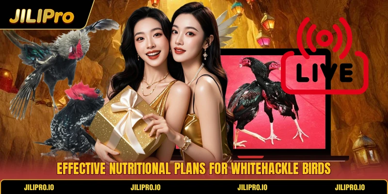 Effective nutritional plans for Whitehackle birds Effective nutritional plans for Whitehackle birds
