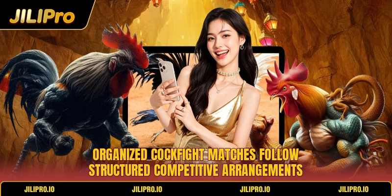 Organized cockfight matches follow structured competitive arrangements Organized cockfight matches follow structured competitive arrangements
