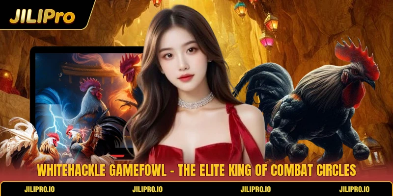 Whitehackle Gamefowl - The Elite King Of Combat Circles